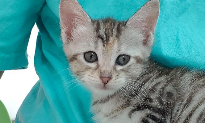 小猫逃离之旅:追寻自由与归属的勇气故事 小猫逃离之旅:追寻自由与归属的勇气故事