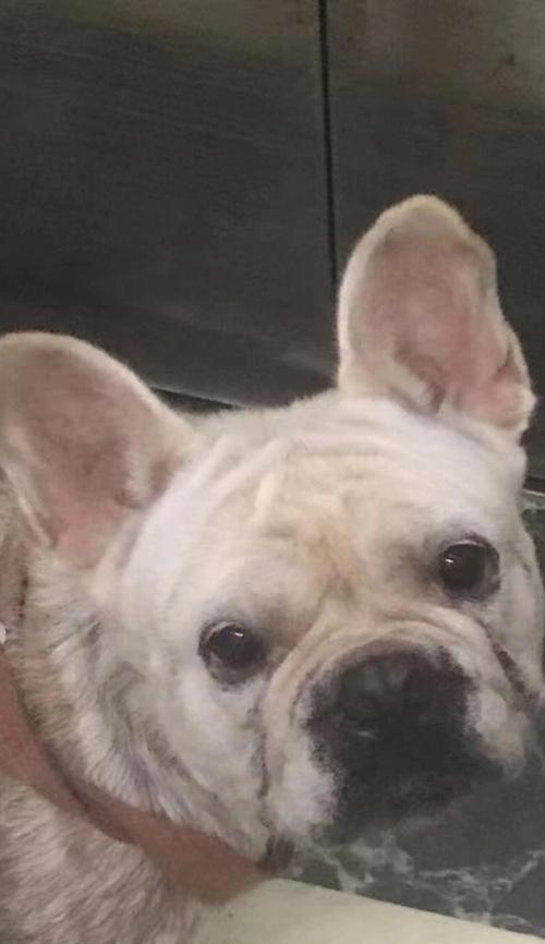 斗牛运动皮肤损伤原因与防护措施解析 斗牛运动皮肤损伤原因与防护措施解析