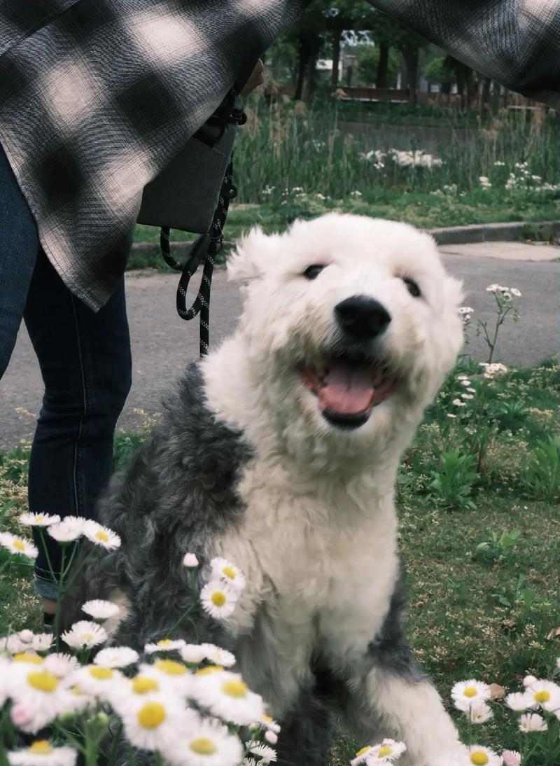 古牧杂交后代特点与培育要点解析