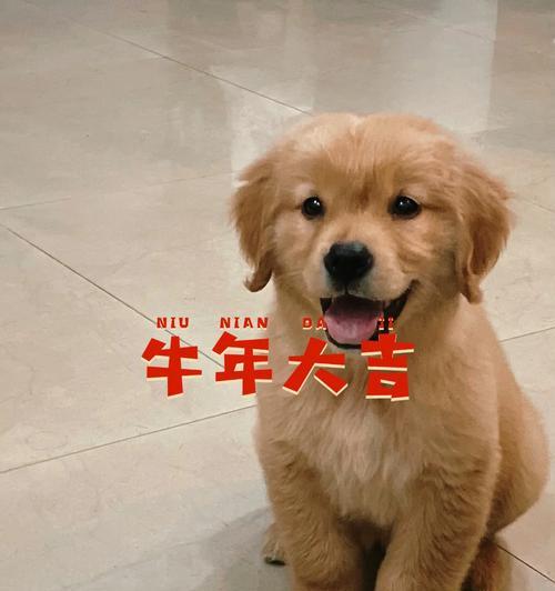 小金毛奶粉挑选指南:不同阶段营养需求与选购要点 小金毛奶粉挑选指南:不同阶段营养需求与选购要点