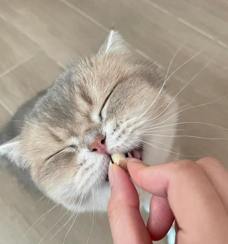 幼猫科学喂养指南：饮食要点助力猫咪健康成长