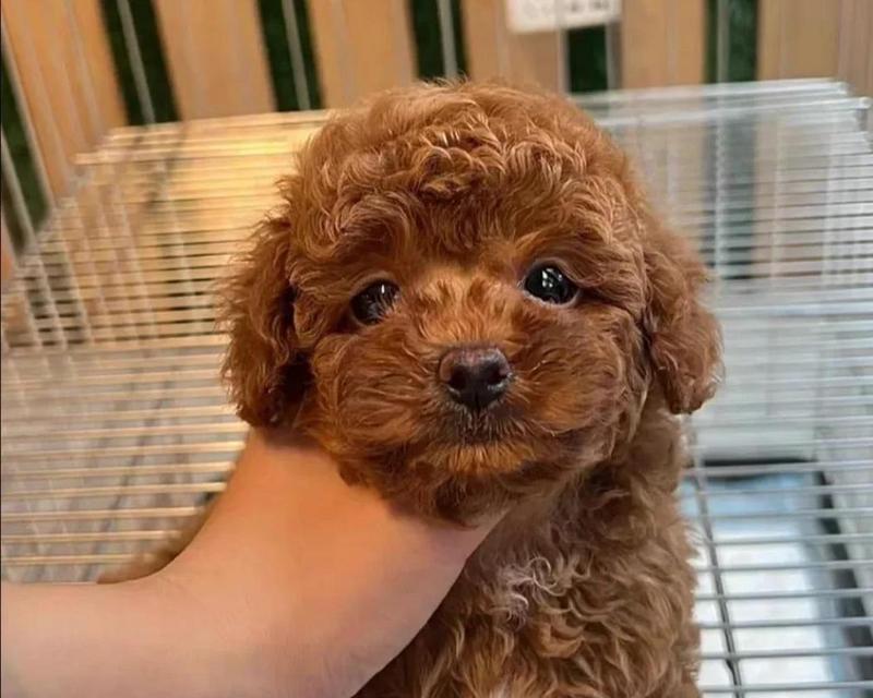 泰迪幼犬养护全攻略,健康快乐成长指南 泰迪幼犬养护全攻略,健康快乐成长指南