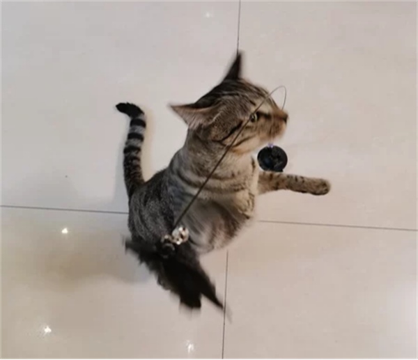 逗猫棒挑选指南与测评：如何为猫咪选择安全有趣的玩具