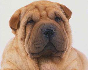 沙皮狗喂养全攻略：科学饮食与营养均衡要点详解