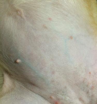 狗狗肚子下长痘痘原因与护理方法,如何有效改善皮肤问题 狗狗肚子下长痘痘原因与护理方法,如何有效改善皮肤问题