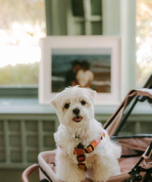 斯品种狗的特点与适应能力解析,全能伴侣的生活表现 斯品种狗的特点与适应能力解析,全能伴侣的生活表现