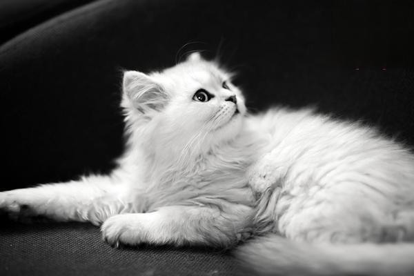 猫传染性鼻气管炎症状与治疗方案详解 猫传染性鼻气管炎症状与治疗方案详解