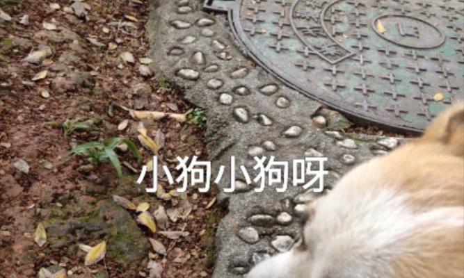 狗狗不叫的原因有哪些？从品种性格到健康环境全面解析