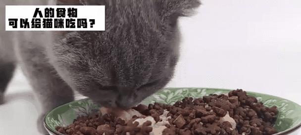 为爱猫自制健康美食指南：食材选择与营养搭配全解析