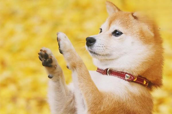 犬冠状病毒症状识别与治疗方案,预防狗狗反复腹泻呕吐 犬冠状病毒症状识别与治疗方案,预防狗狗反复腹泻呕吐