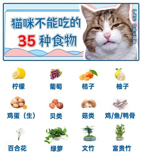 猫咪怀孕期饮食全攻略:营养搭配与禁忌食物清单 猫咪怀孕期饮食全攻略:营养搭配与禁忌食物清单
