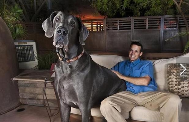 领养狗狗的最佳时机选择与家庭生活规划指南 领养狗狗的最佳时机选择与家庭生活规划指南