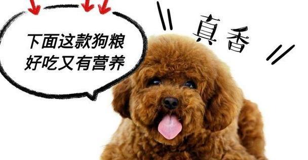 贵宾犬怀孕期饮食指南与营养管理关键要点