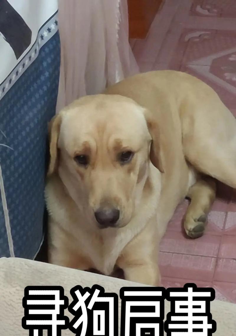 拉布拉多犬取名指南：15个技巧为爱犬挑选完美契合的名字