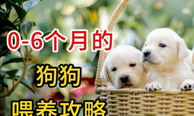 宠物狗科学饲养全攻略：健康喂养与管理关键要点