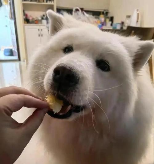 如何选择合适狗粮管理狗狗体重与健康 如何选择合适狗粮管理狗狗体重与健康