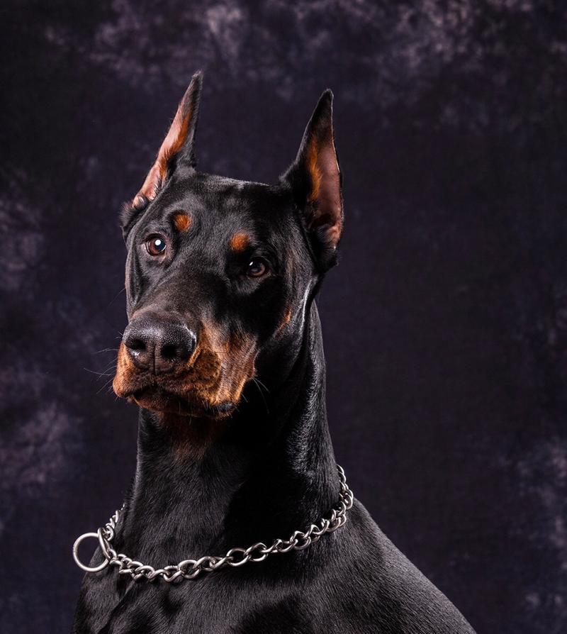 犬类耳朵形态多样性与功能全解析：从听觉到保护的多重作用