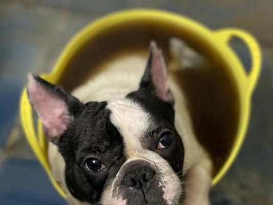 斗牛运动皮肤损伤原因与防护措施解析 斗牛运动皮肤损伤原因与防护措施解析