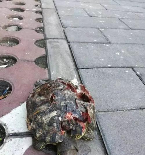 乌龟摔伤后饮食调理指南:促进康复的关键营养与喂养方法 乌龟摔伤后饮食调理指南:促进康复的关键营养与喂养方法