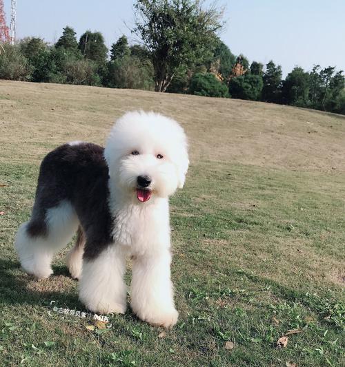 古牧杂交后代特点与培育要点解析