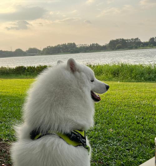 萨摩犬理想生活方式指南:运动、社交与日常护理要点 萨摩犬理想生活方式指南:运动、社交与日常护理要点