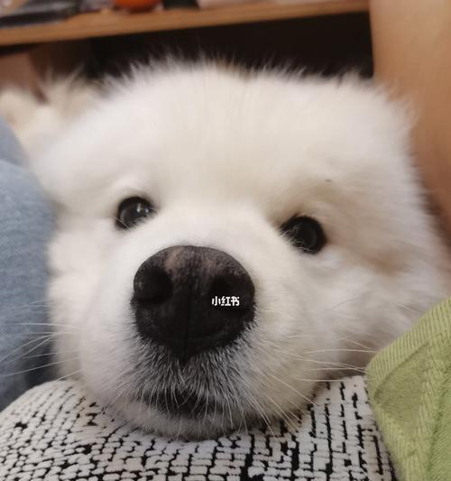 萨摩耶中暑急救指南:正确用药与安全措施详解 萨摩耶中暑急救指南:正确用药与安全措施详解