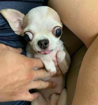 揭秘抖动玩偶原理与心理影响，探索放松新方式