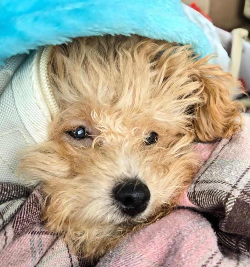 老血狗是什么意思？解读网络流行语的文化内涵与社交功能