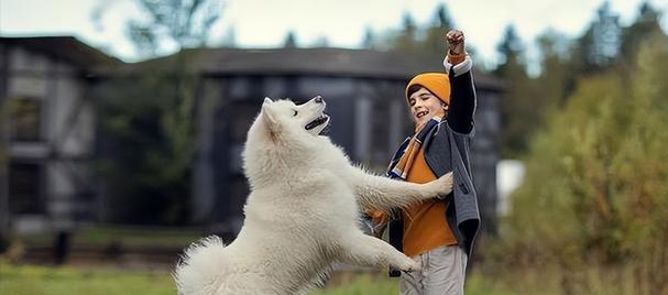 半岁萨摩耶幼犬喂养全攻略,科学饮食助力骨骼与体质发育 半岁萨摩耶幼犬喂养全攻略,科学饮食助力骨骼与体质发育