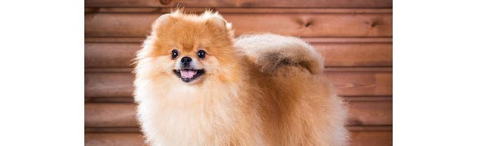 植物多样品种的培育与应用,特点与价值全解析 植物多样品种的培育与应用,特点与价值全解析