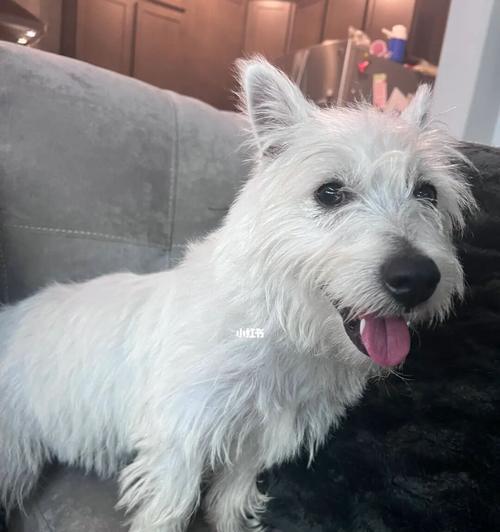 西高地梗毛色全解析：从纯白到玫瑰紫的多彩魅力