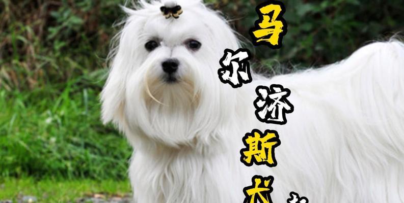 斯品种狗的特点与适应能力解析,全能伴侣的生活表现 斯品种狗的特点与适应能力解析,全能伴侣的生活表现