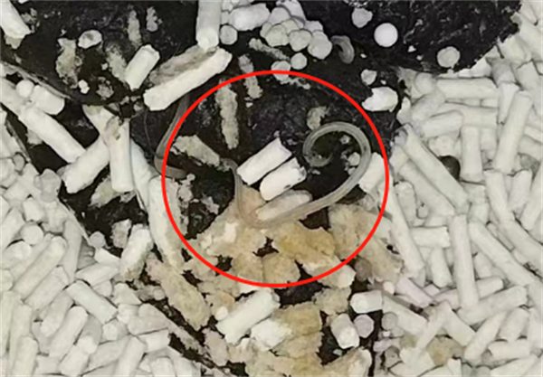 宠物体内驱虫药如何选?成分温和与高性价比是关键 宠物体内驱虫药如何选?成分温和与高性价比是关键