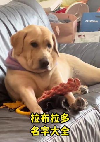 拉布拉多犬取名指南：15个技巧为爱犬挑选完美契合的名字