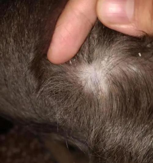 幼犬皮肤病症状识别与防治指南,守护爱宠健康成长 幼犬皮肤病症状识别与防治指南,守护爱宠健康成长