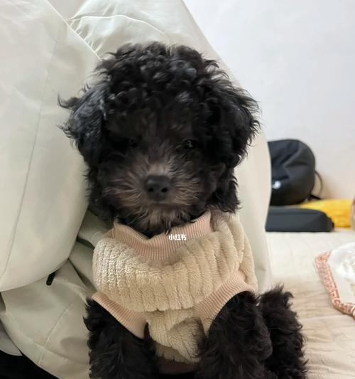 泰迪幼犬养护全攻略,健康快乐成长指南 泰迪幼犬养护全攻略,健康快乐成长指南