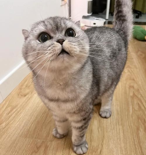 异国短毛猫梳子选购与梳理技巧全指南