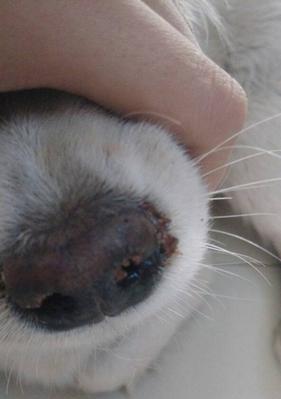 狗狗吐血原因解析与应对措施，守护爱宠健康