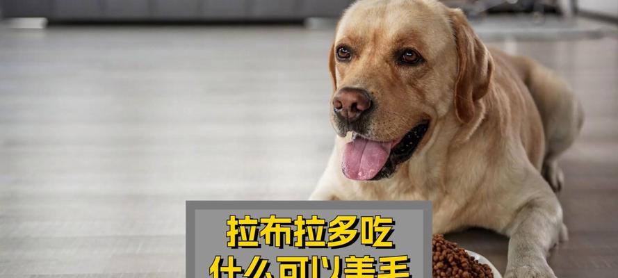 拉布拉多幼犬科学喂养指南与营养搭配核心要点