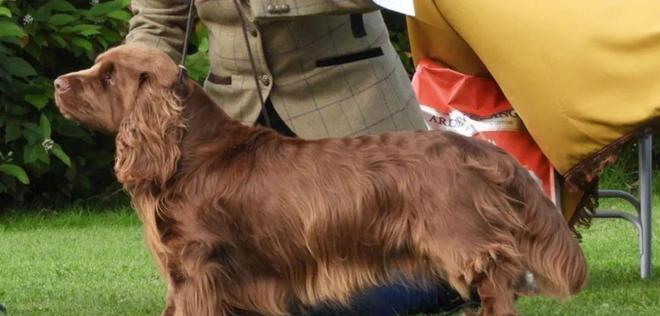 犬类耳朵形态多样性与功能全解析：从听觉到保护的多重作用