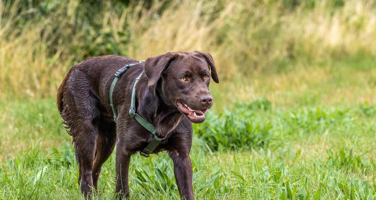 拉布拉多幼犬科学喂养指南与营养搭配核心要点