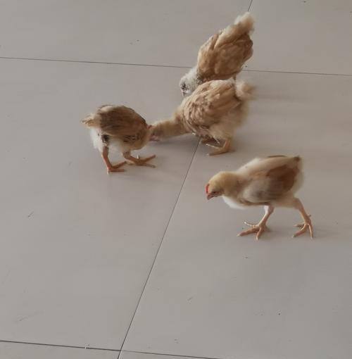 宠物狗科学饲养全攻略：健康喂养与管理关键要点