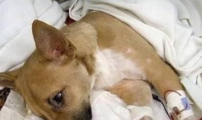 狗血尿原因分析与治疗指南,守护宠物泌尿健康 狗血尿原因分析与治疗指南,守护宠物泌尿健康