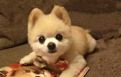 植物多样品种的培育与应用,特点与价值全解析 植物多样品种的培育与应用,特点与价值全解析