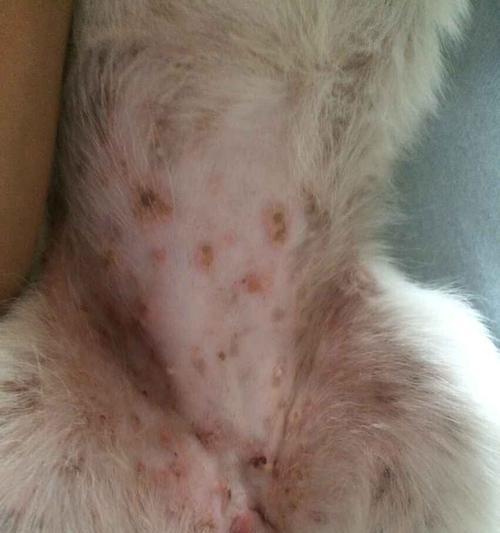 狗狗肚子下长痘痘原因与护理方法,如何有效改善皮肤问题 狗狗肚子下长痘痘原因与护理方法,如何有效改善皮肤问题