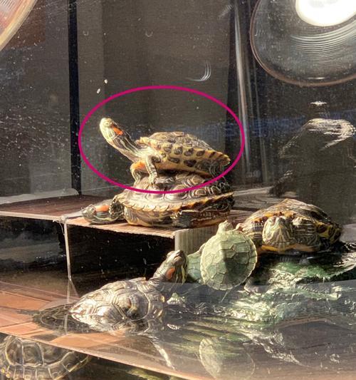 乌龟摔伤后饮食调理指南:促进康复的关键营养与喂养方法 乌龟摔伤后饮食调理指南:促进康复的关键营养与喂养方法