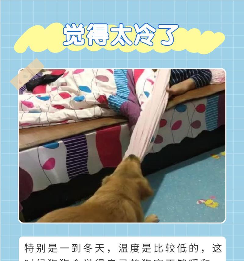 狗狗不叫的原因有哪些？从品种性格到健康环境全面解析