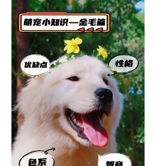 小金毛奶粉挑选指南:不同阶段营养需求与选购要点 小金毛奶粉挑选指南:不同阶段营养需求与选购要点