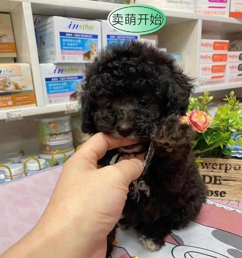 泰迪幼犬养护全攻略,健康快乐成长指南 泰迪幼犬养护全攻略,健康快乐成长指南