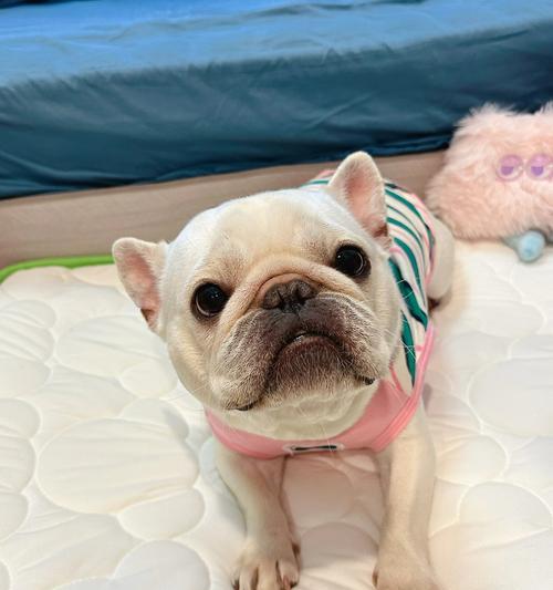 提升法斗睡眠质量指南:打造舒适环境与健康作息习惯 提升法斗睡眠质量指南:打造舒适环境与健康作息习惯